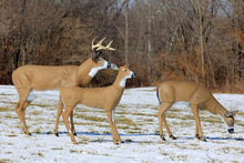 Load image into Gallery viewer, Flambeau Grazing Doe Decoy