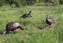 Load image into Gallery viewer, Flextone THUNDER JAKE Turkey Decoy