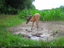 Load image into Gallery viewer, WiseEye Data Cam 2 NO GLOW (Trail Camera)
