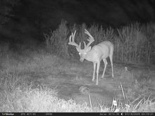 Load image into Gallery viewer, WiseEye Data Cam 2 NO GLOW (Trail Camera)

