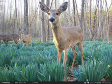 Load image into Gallery viewer, WiseEye Data Cam 2 NO GLOW (Trail Camera)
